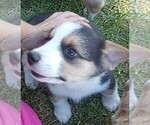 Small Photo #4 Welsh Cardigan Corgi Puppy For Sale in ELLENSBURG, WA, USA