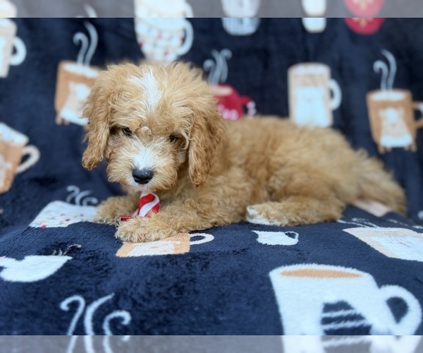 Medium Photo #4 Cavapoo (Miniature) Puppy For Sale in LAKELAND, FL, USA