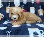 Milo - Male Cavapoo (Miniature) Puppy for Sale - Photo #4