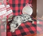 Small Photo #2 Aussiedoodle Puppy For Sale in MUNFORDVILLE, KY, USA