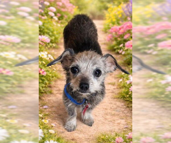 Medium Photo #1 Chihuahua-Unknown Mix Puppy For Sale in San Diego, CA, USA