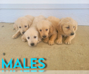 Golden Retriever Puppy for sale in NOVI, MI, USA