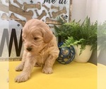 Small #8 Goldendoodle-Poodle (Toy) Mix