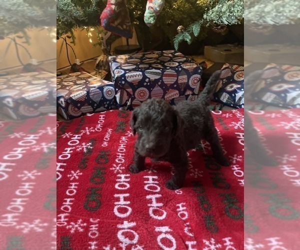 Medium Photo #1 Goldendoodle Puppy For Sale in ELLISGROVE, IL, USA