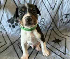 Rat Terrier Puppy for sale in MOLALLA, OR, USA