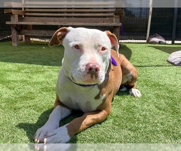 Medium Photo #1 Mutt Puppy For Sale in Orange, CA, USA