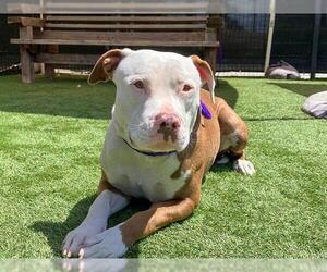 Mutt Dogs for adoption in Orange, CA, USA