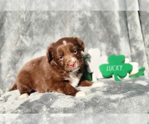 Medium Miniature Australian Shepherd