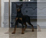 Small #10 Doberman Pinscher