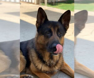 Medium German Shepherd Dog