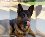 Small German Shepherd Dog