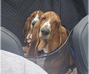 Basset Hound Dogs for adoption in Brookville, OH, USA