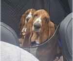 Small Basset Hound
