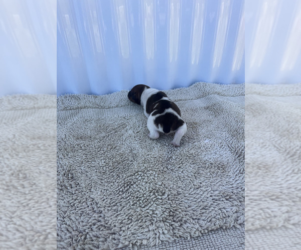 Medium Photo #23 Rat Terrier Puppy For Sale in DORA, MO, USA