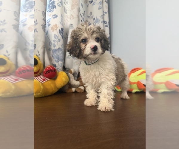 Medium Photo #29 Cockapoo (Miniature) Puppy For Sale in DURHAM, CT, USA