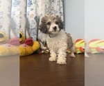 Litter of 4 - Male(s) and Female(s) Cockapoo (Miniature)Litter of Puppies for Sale - Photo #29