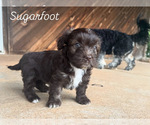Puppy Sugarfoot Havanese