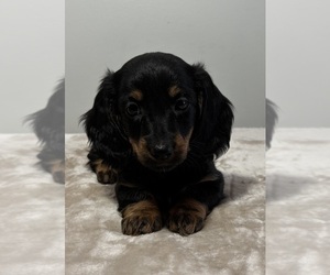 Dachshund Puppy for sale in INDIANAPOLIS, IN, USA