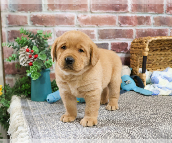 Medium Photo #3 Labrador Retriever Puppy For Sale in SYRACUSE, IN, USA