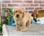 Small #2 Labrador Retriever