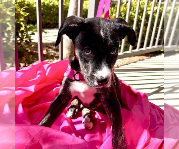 Medium Photo #3 American Staffordshire Terrier-Labrador Retriever Mix Puppy For Sale in San Juan Capistrano, CA, USA