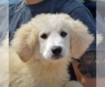 Small #4 Great Pyrenees