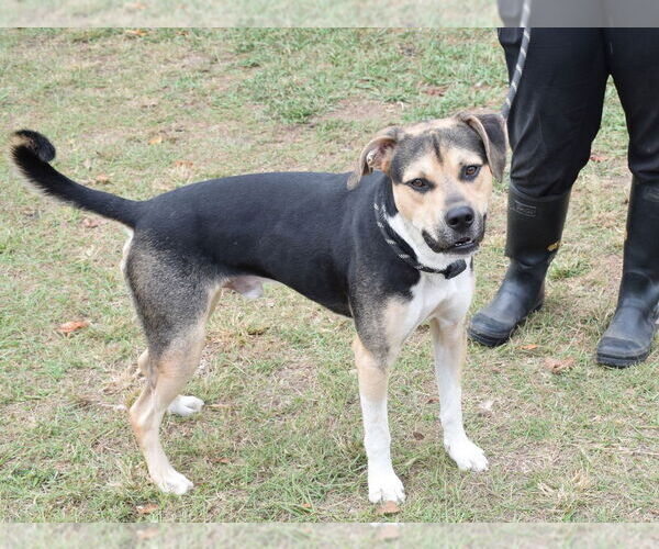 Medium Photo #3 Mutt Puppy For Sale in Anniston, AL, USA