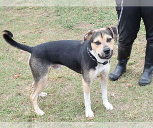 Kirby - Male Mutt Dog for Adoption - Photo #3