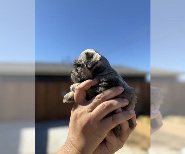Medium Photo #6 Schnauzer (Miniature) Puppy For Sale in ORCUTT, CA, USA
