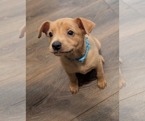 Medium Photo #2 Chihuahua-Unknown Mix Puppy For Sale in The Woodlands, TX, USA