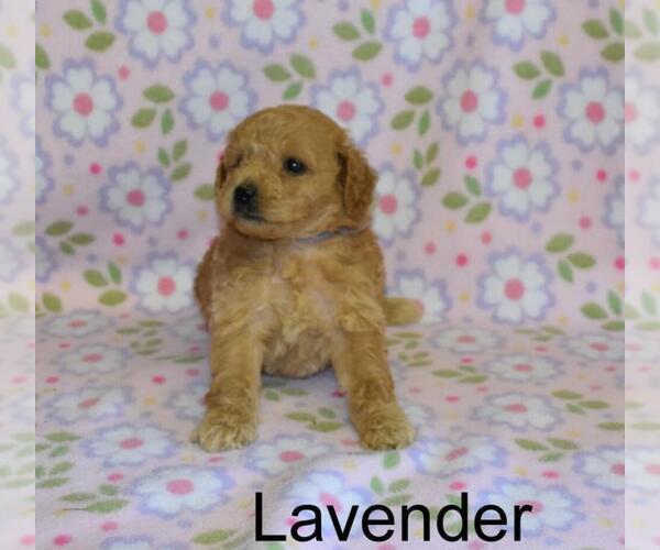 Medium Photo #1 Goldendoodle (Miniature) Puppy For Sale in LIBERTY, NC, USA