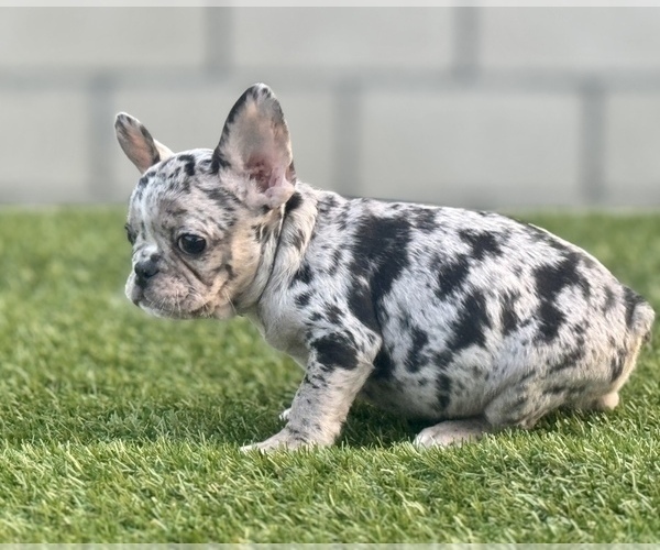 Medium Photo #15 French Bulldog Puppy For Sale in SANTA BARBARA, CA, USA