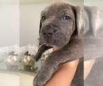 Small Photo #9 Cane Corso Puppy For Sale in MIAMI, FL, USA