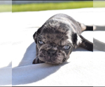 Small #2 Pug