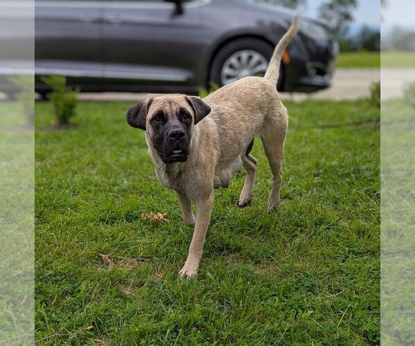 Medium Photo #7 Mastiff Puppy For Sale in Vail, AZ, USA