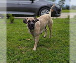 Small #6 Mastiff