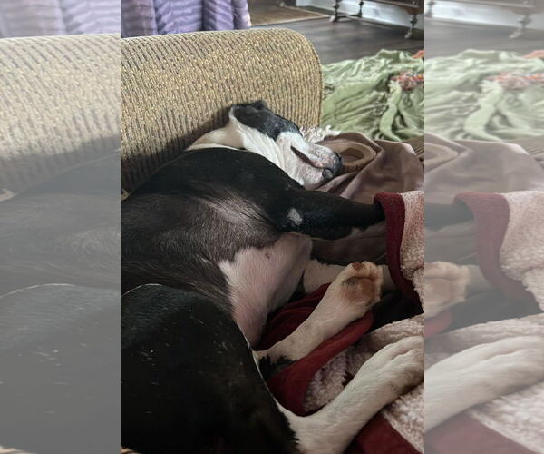 Medium Photo #6 American Staffordshire Terrier-Unknown Mix Puppy For Sale in Arlington, VA, USA