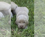 Small Photo #3 Weimaraner Puppy For Sale in HEMLOCK, MI, USA