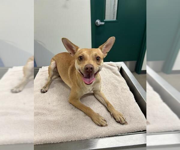 Medium Photo #1 Chihuahua-Unknown Mix Puppy For Sale in Globe, AZ, USA