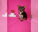 Puppy 6 Yorkshire Terrier