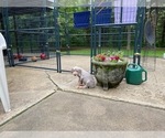 Small #1 Weimaraner