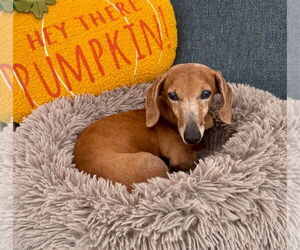 Dachshund Dogs for adoption in Weston, FL, USA