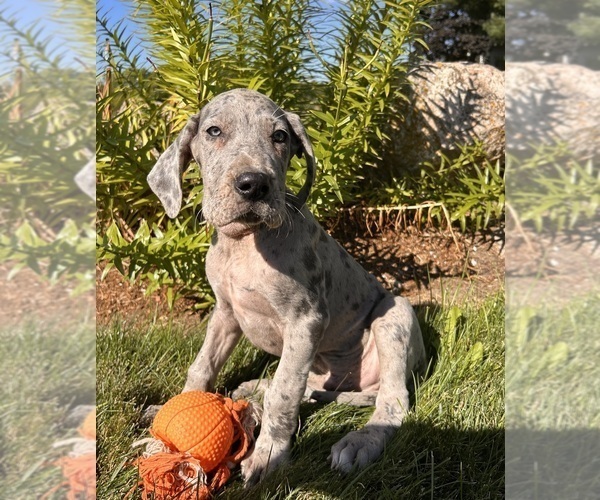 Medium Photo #3 Great Dane Puppy For Sale in MIDDLEBURY, IN, USA