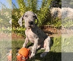 Small #2 Great Dane