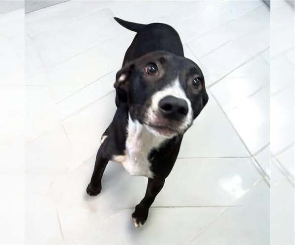 Medium Photo #1 Labrador Retriever-Unknown Mix Puppy For Sale in Oakhurst, NJ, USA