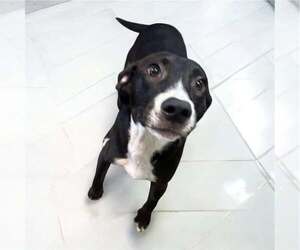 Labrador Retriever-Unknown Mix Dogs for adoption in Oakhurst, NJ, USA
