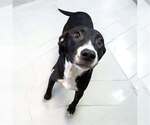 Small Labrador Retriever Mix