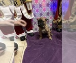 Small Photo #20 Belgian Malinois Puppy For Sale in JACKSONVILLE, FL, USA
