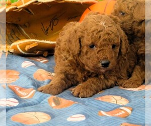 Poodle (Toy) Puppy for Sale in HANCOCK, Minnesota USA