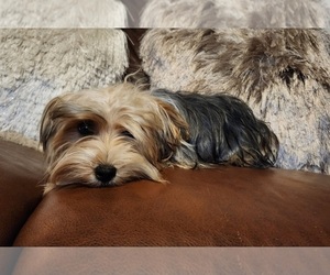 Biewer Terrier Puppy for sale in SPICEWOOD, TX, USA